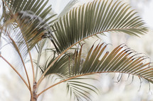 palm leaves on a palm tree 