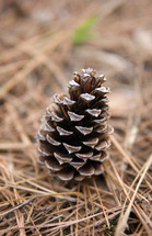 pine cone in pine straw 