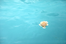 rose floating on teal water 
