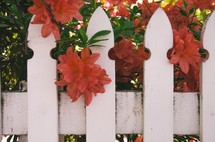 rhododendrons through a white picket fence 