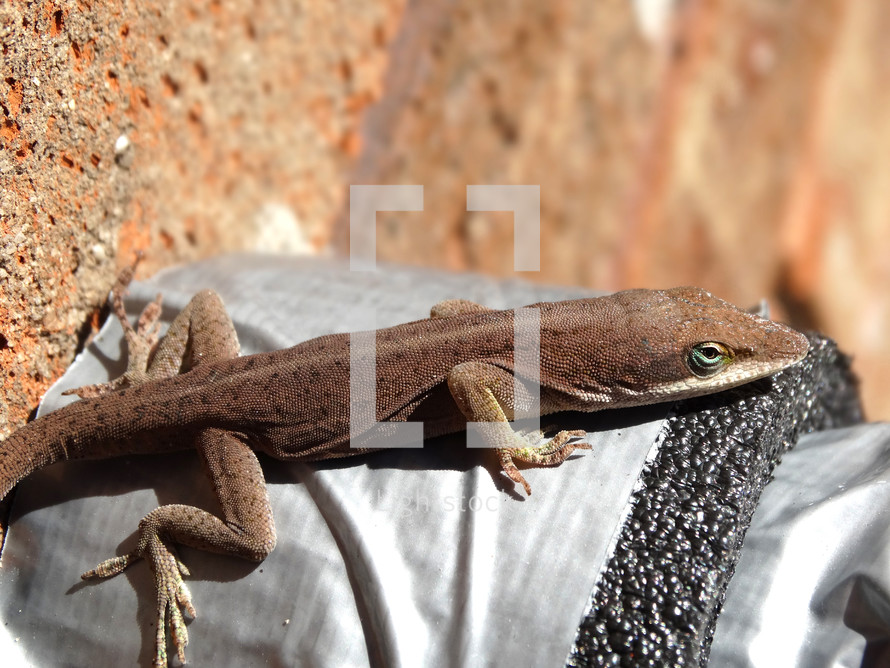 Brown lizard on pipe of garden hose next to brick wall of house exterior