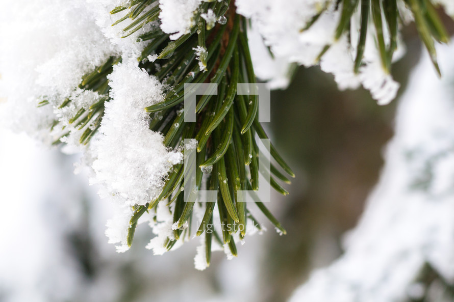 snow on pine 