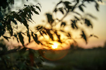 green leaves and setting sun 