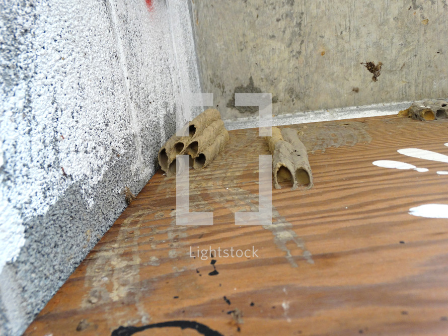 Hornet nests in corner of ceiling in old building