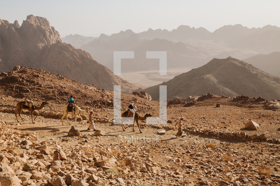 camels at Mount Sinai 