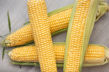 corn cobs 