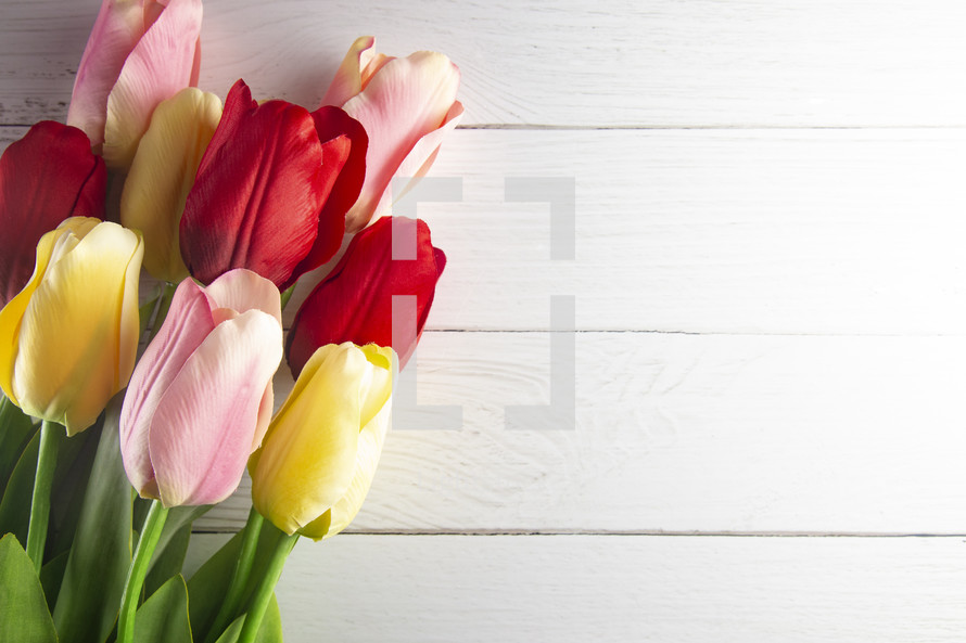 tulips on a wood background 