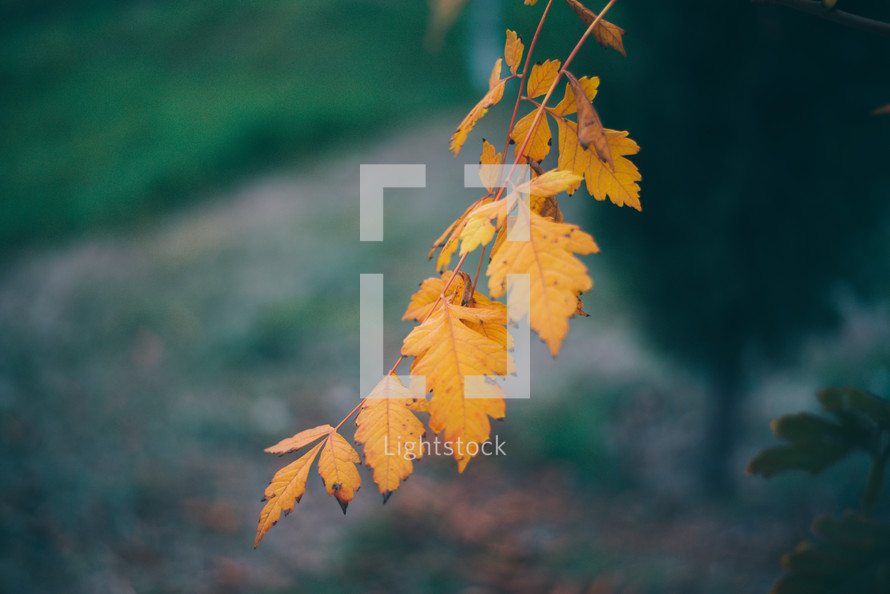 Yellow autumn leaves, Green and yellow leaves, Autumn maple leaves, autumn landscape