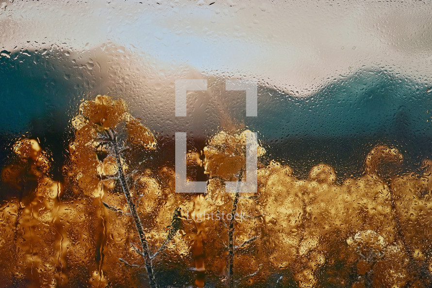 Abstract Yellow Rapeseed Field Behind Glass Window With Rain Drops