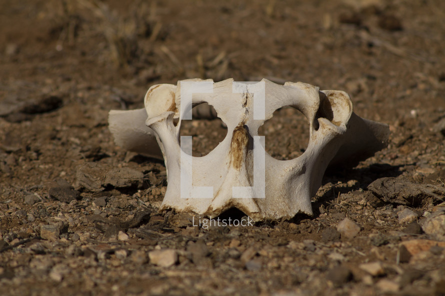 A cow skull in the arid desert