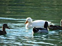 Ducks swimming and bathing in pond at a park