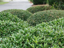 Close up of shrub bushes lined up on a scenic college campus