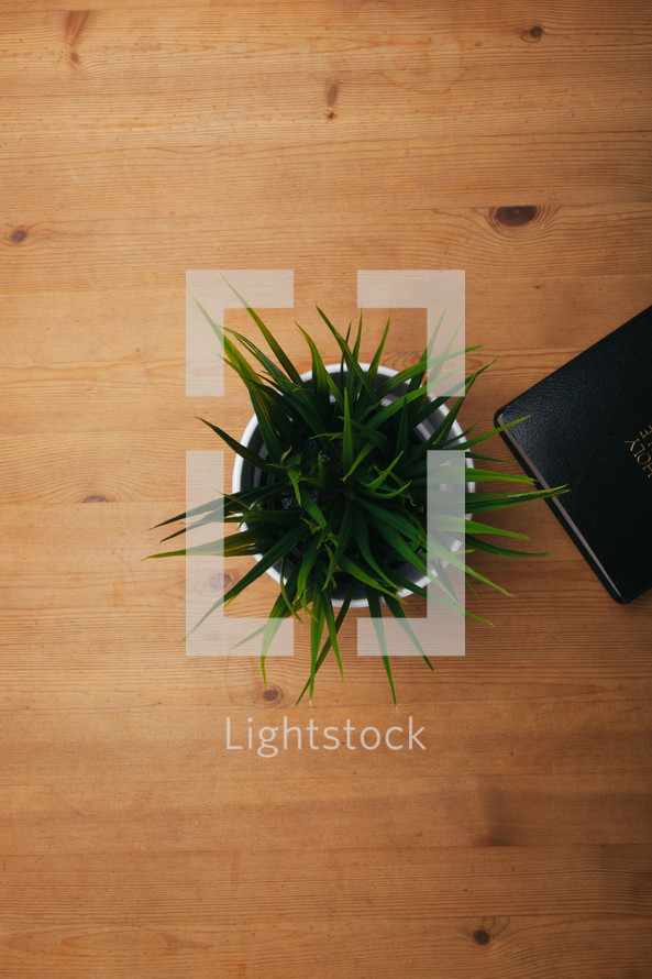 aloe plant and Bible 