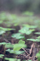 green clover growing on the ground 