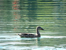 Brown and gray duck swimming in pond at a park