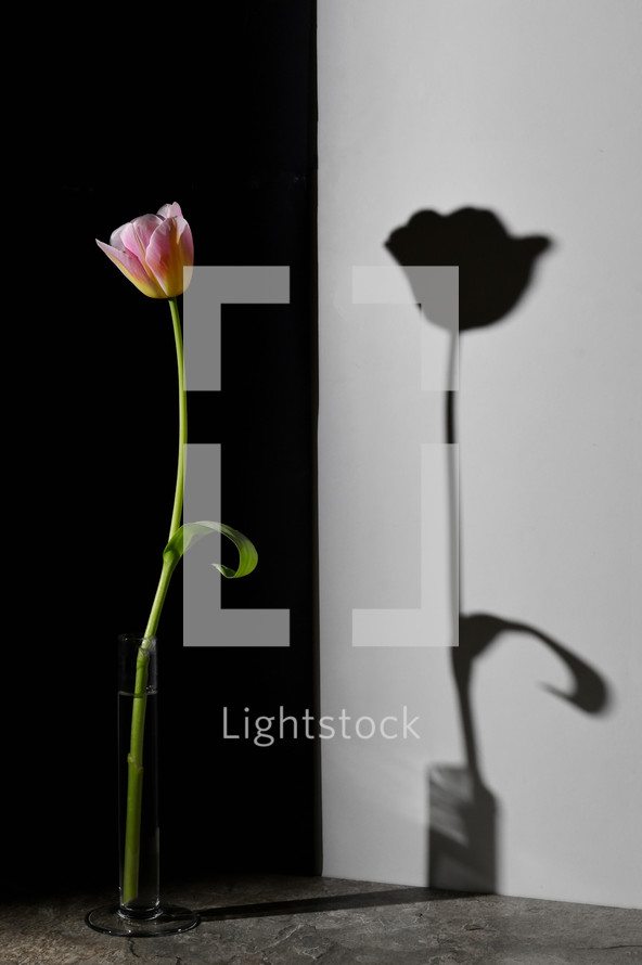 Abstract One tulip and Shadow with Black an White Background