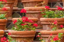 potted flowers 