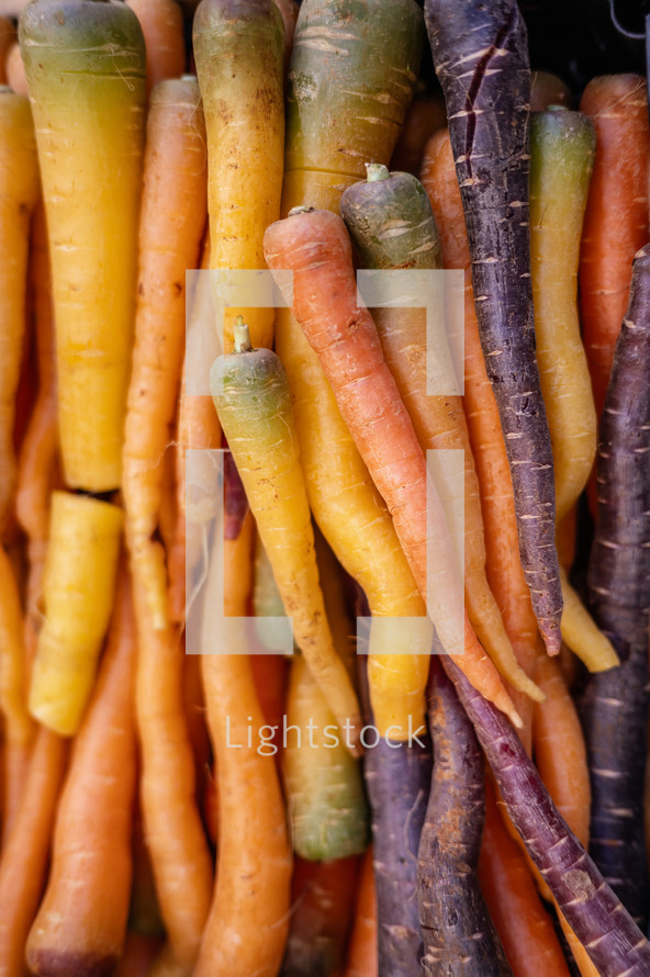  fresh carrots at market