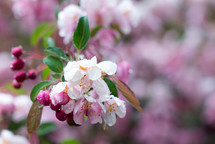 wet pink spring blossoms 