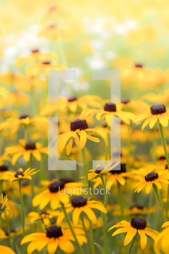 field of yellow wildflowers 