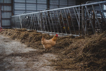 chicken in a barn 