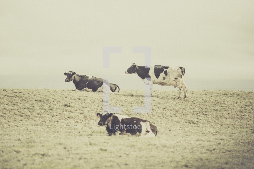 Black and white cows on green grass.