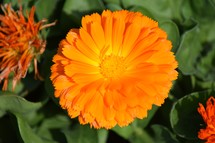 edible bright orange flower, Calendula, also known as pot marigold, edible