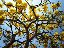 yellow flowers in branches 