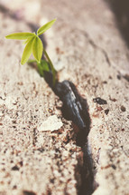 sprout in dirt 