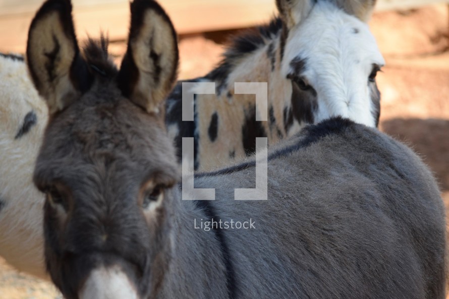 donkeys in a pen 