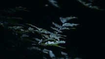 green leaves of a plant at night