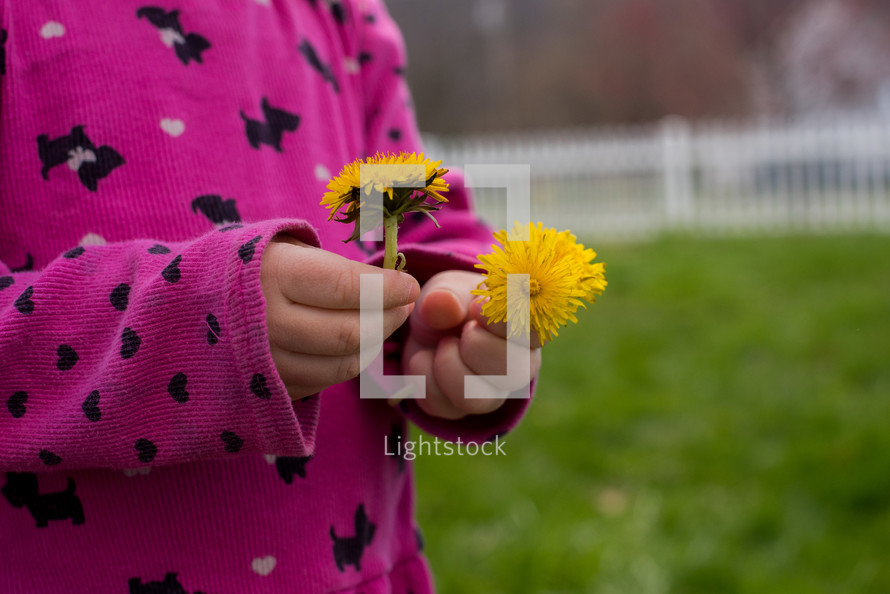 toddler holding dandelions 