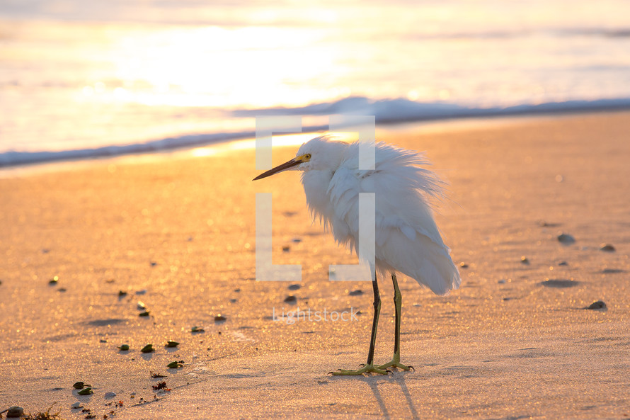 shore bird on a beach 