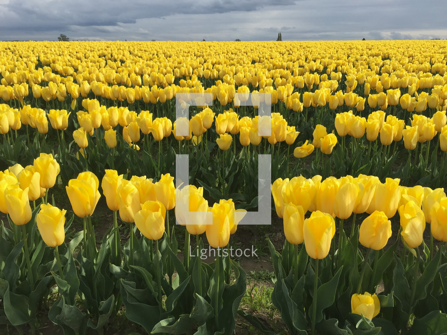 field of yellow tulips 