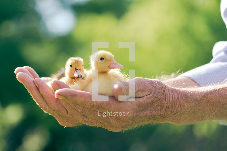 elderly hands holding baby ducks