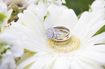 wedding rings on a gerber daisy 