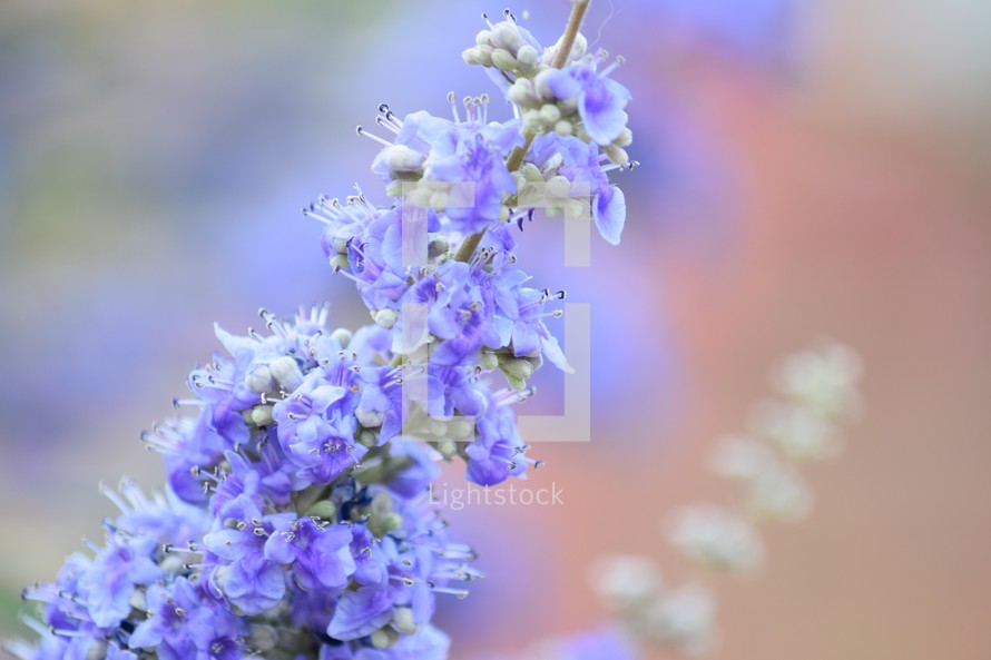purple spring desert flowers 