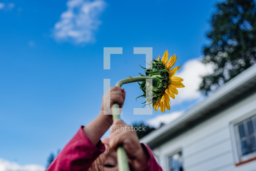 girl holding a sunflower 