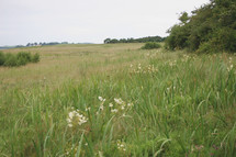 tall grasses in a  meadow 