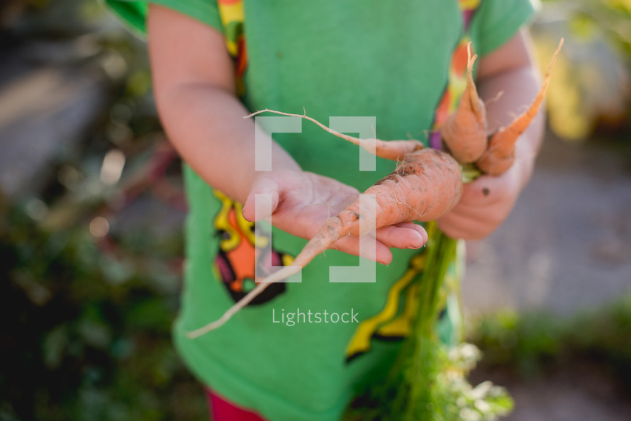 a girl picking carrots out of a garden 