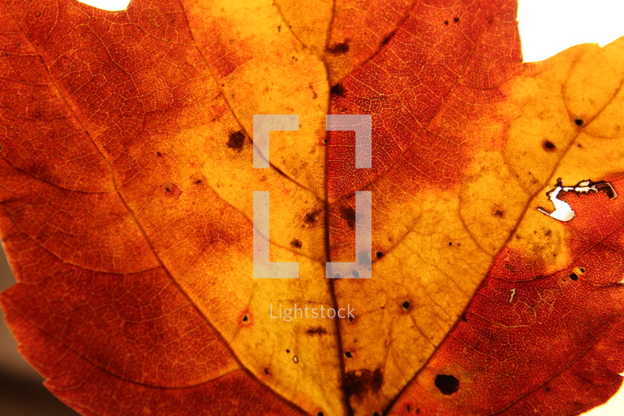 orange fall leaf 