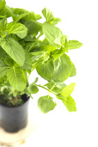 mint plant on a white background 