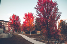 fall trees near an apartment complex 