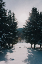 snow in an evergreen forest 