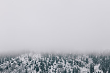 fog over a snow covered forest 