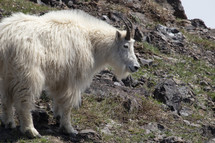 goat on a mountain 
