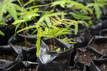 young mimosa plants