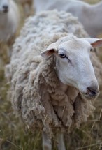 wooly sheep 