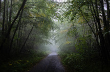 fog in a forest and a gravel road 