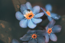 Water droplets on forget-me-not's. 